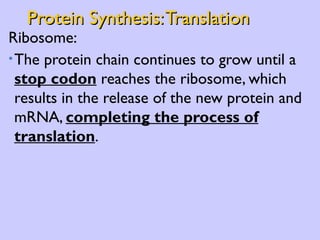Protein Synthesis: Translation Ribosome: The protein chain continues to grow until a  stop codon  reaches the ribosome, which results in the release of the new protein and mRNA,  completing the process of translation .  