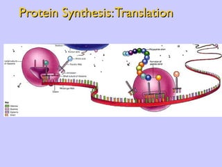 Protein Synthesis: Translation 
