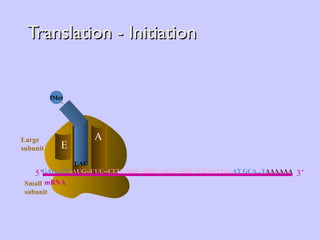 Translation - Initiation A E Large subunit P Small subunit fMet UAC GAG...CU -AUG--UUC--CUU--AGU--GGU--AGA--GCU--GUA--UGA- AT GCA...T AAAAAA 5’ mRNA 3’ 