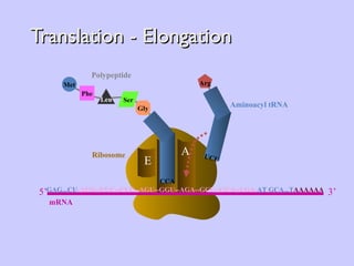 Translation - Elongation A E Ribosome P UCU Arg Aminoacyl tRNA Phe Leu Met Ser Gly Polypeptide CCA GAG...CU -AUG--UUC--CUU--AGU--GGU--AGA--GCU--GUA--UGA- AT GCA...T AAAAAA 5’ mRNA 3’ 