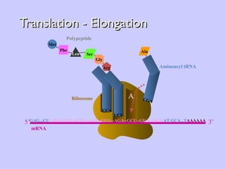 Translation - Elongation A E Ribosome P Aminoacyl tRNA CGA Ala CCA Arg UCU Phe Leu Met Ser Gly Polypeptide GAG...CU -AUG--UUC--CUU--AGU--GGU--AGA--GCU--GUA--UGA- AT GCA...T AAAAAA 5’ mRNA 3’ 
