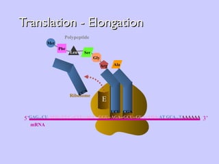 Translation - Elongation A E Ribosome P CCA Arg UCU Phe Leu Met Ser Gly Polypeptide CGA Ala GAG...CU -AUG--UUC--CUU--AGU--GGU--AGA--GCU--GUA--UGA- AT GCA...T AAAAAA 5’ mRNA 3’ 