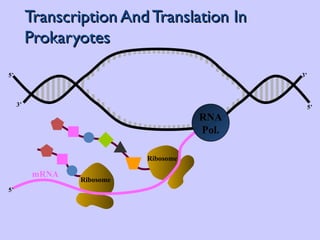 Transcription And Translation In Prokaryotes 3’ 5’ 5’ 3’ Ribosome Ribosome 5’ mRNA RNA Pol. 