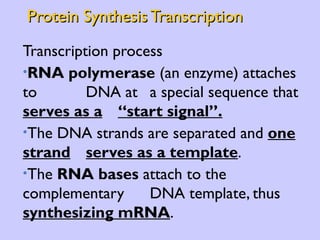 Protein Synthesis Transcription Transcription process RNA polymerase  (an enzyme) attaches to  DNA at  a special sequence that  serves as a   “start signal”. The DNA strands are separated and  one strand   serves as a template . The  RNA bases  attach to the complementary  DNA template, thus  synthesizing mRNA . 