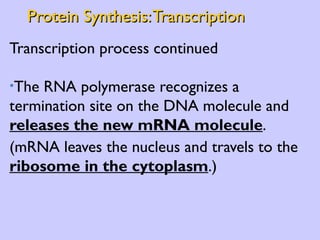 Protein Synthesis: Transcription Transcription process continued The RNA polymerase recognizes a termination site on the DNA molecule and  releases the new mRNA molecule . (mRNA leaves the nucleus and travels to the  ribosome in the cytoplasm .) 