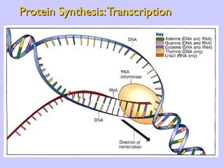 Protein Synthesis: Transcription 