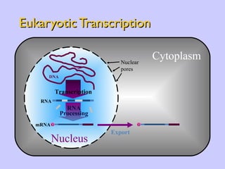 Eukaryotic Transcription DNA Cytoplasm Nucleus Export G AAAAAA RNA Transcription Nuclear  pores G AAAAAA RNA Processing mRNA 