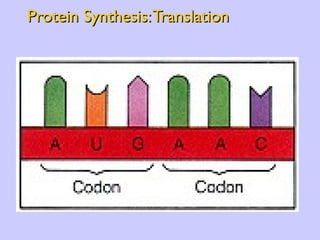 Protein Synthesis: Translation 