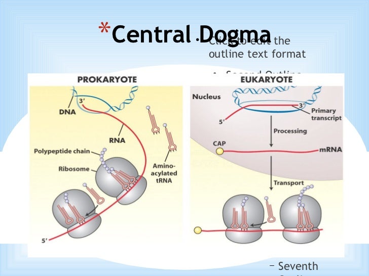central dogma