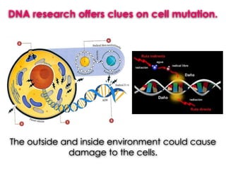 DNA research offers clues on cell mutation.
The outside and inside environment could cause
damage to the cells.
 
