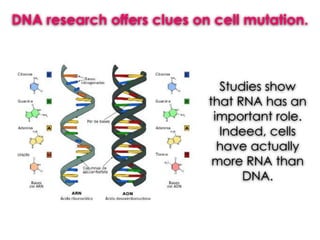 DNA research offers clues on cell mutation.
Studies show
that RNA has an
important role.
Indeed, cells
have actually
more RNA than
DNA.
 