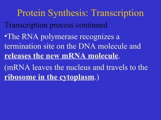 Comprehensive Overview of Protein Synthesis: Transcription and ...