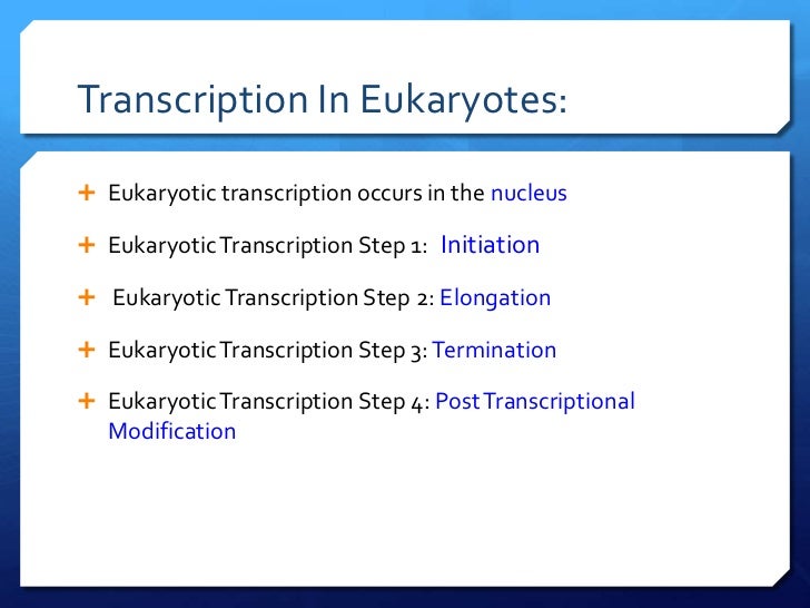 dna transcription and translation
