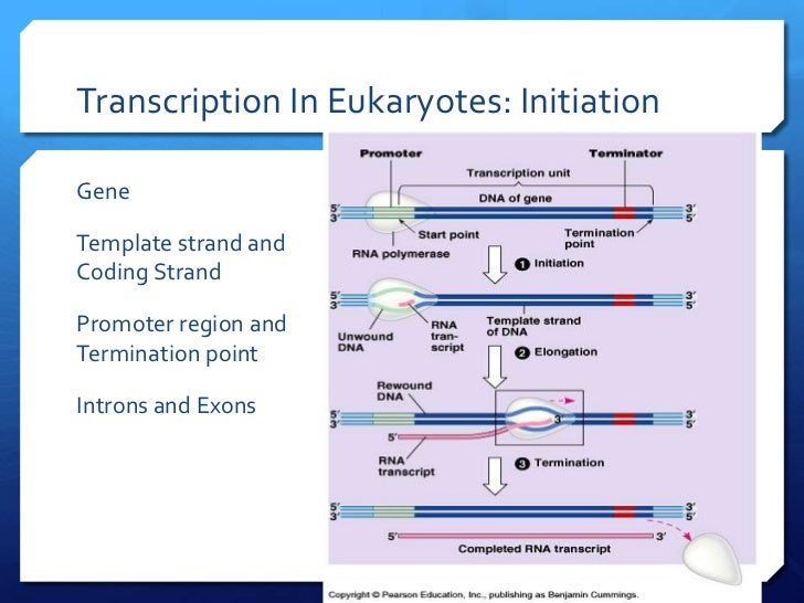 Central dogma and transcription slides