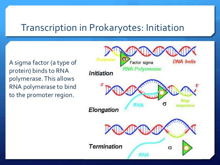 Central dogma and transcription slides