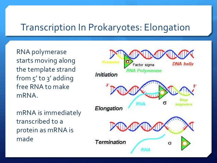 Central dogma and transcription slides