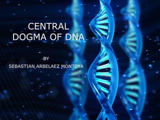 CENTRAL
DOGMA OF DNA
BY
SEBASTIAN ARBELAEZ MONTOYA
 