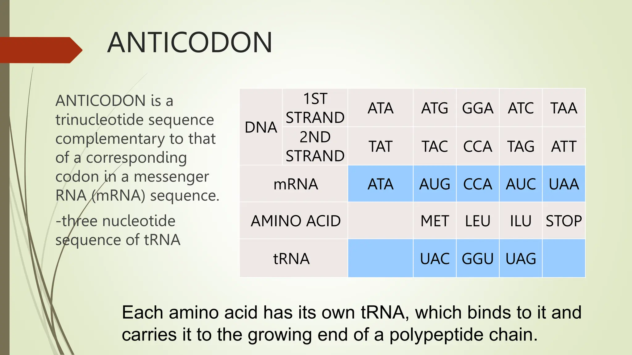 Ata Codon CENTRAL DOGMA OF MOLECULAR.pptx