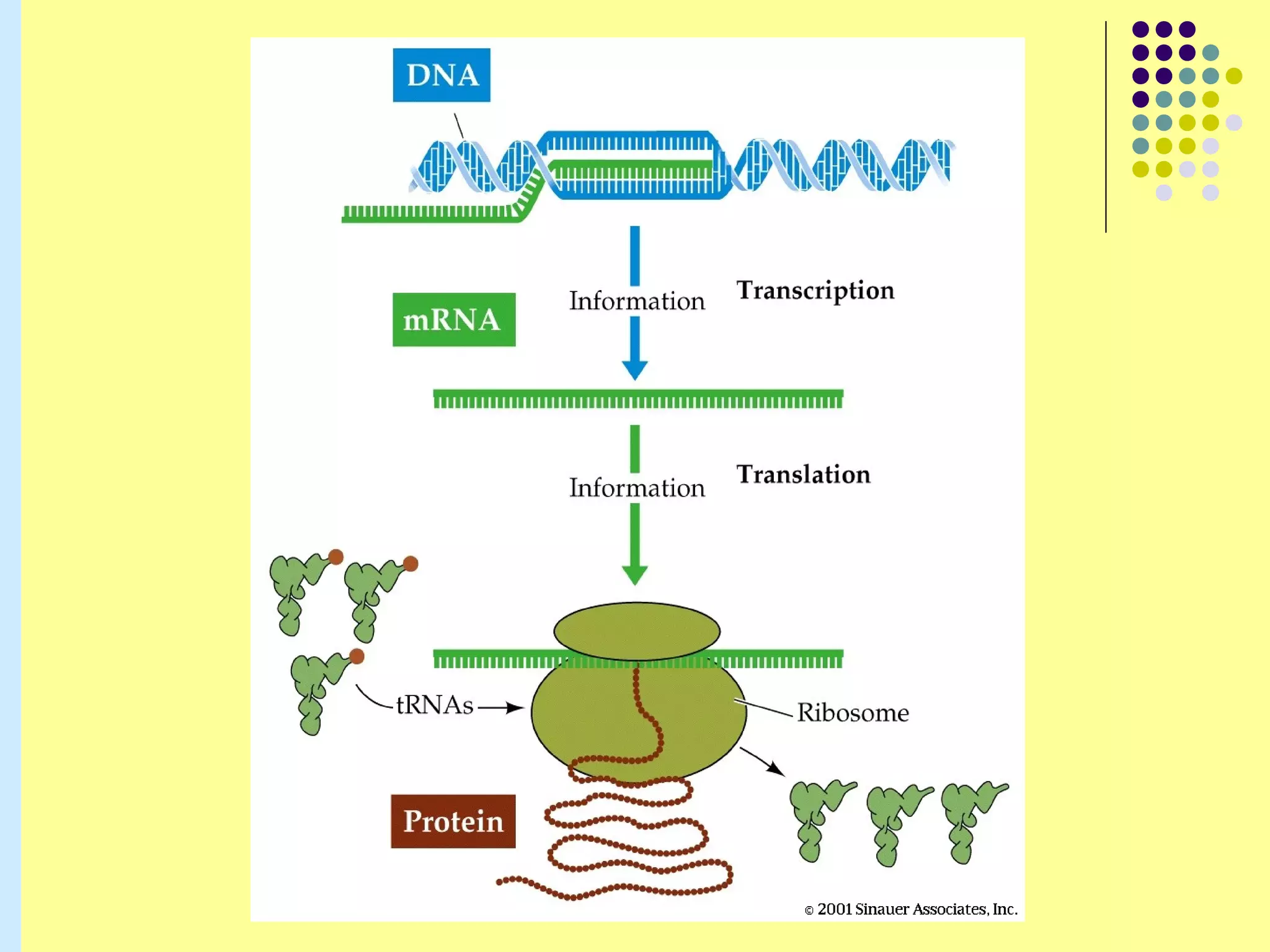 Central dogma of molecular biology | PPT