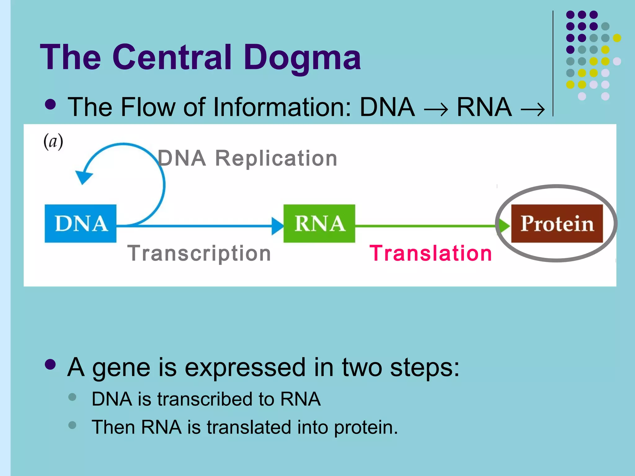 Central dogma of molecular biology | PPT