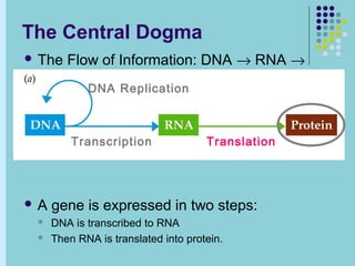 Central dogma of molecular biology | PPT