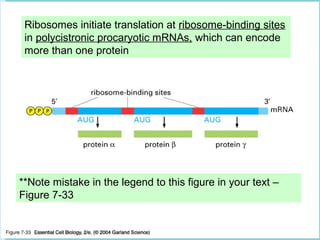 Central dogma of molecular biology | PPT