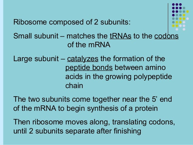 Central dogma of molecular biology