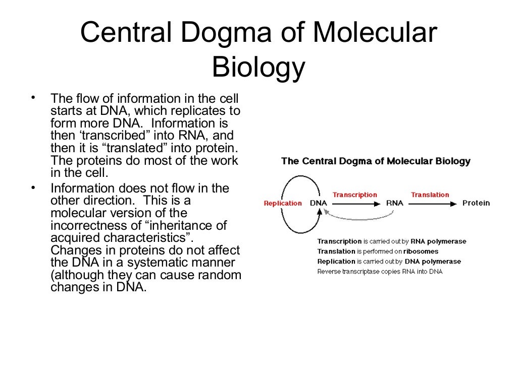 Central dogma of molecular biology