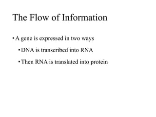 The Flow of Information
•A gene is expressed in two ways
•DNA is transcribed into RNA
•Then RNA is translated into protein
 