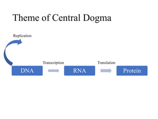 Theme of Central Dogma
Replication
Transcription Translation
DNA RNA Protein
 