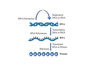 DNA Polymerase
Replication
DNA to DNA
RNA Polymerase
Transcription
DNA to RNA
Ribosome
Translation
RNA to Protein
DNA
RNA
Protein
 