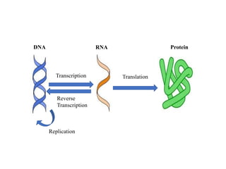 Transcription Translation
DNA RNA Protein
Replication
Reverse
Transcription
 