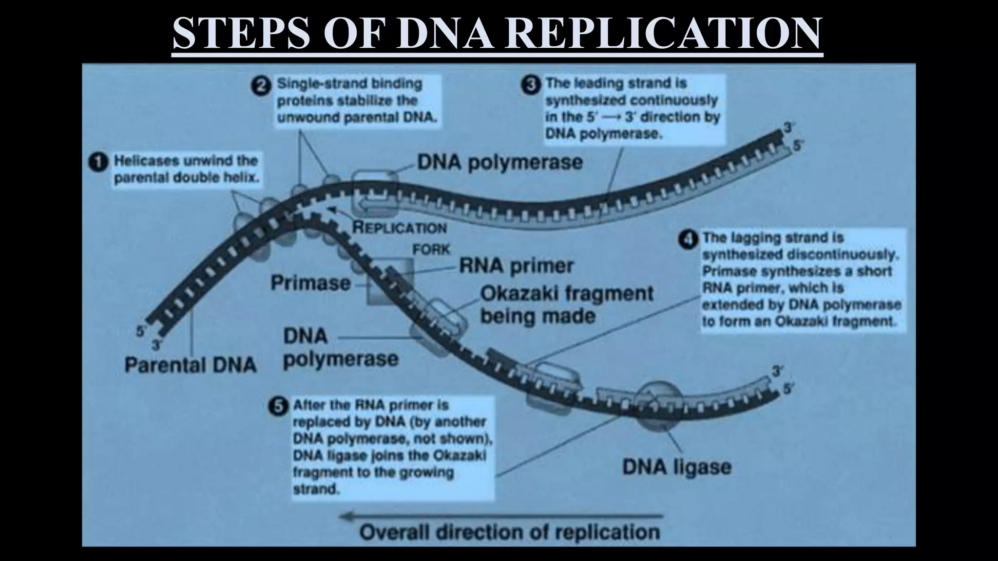 Central dogma of molecular biology | PPTX