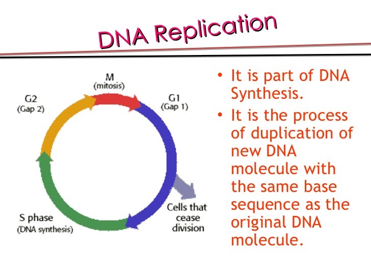 central dogma