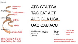 Valine Codoncode The Central Dogma Protein Synthesis.pptx