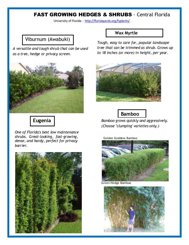 Fall knit sweaters: What Plants Make Good Hedges In ...
