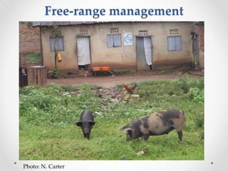 Challenges of designing pig diets using local feedstuffs for Ugandan subsistence farmers Slide 10