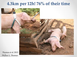 Challenges of designing pig diets using local feedstuffs for Ugandan subsistence farmers