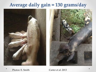 Challenges of designing pig diets using local feedstuffs for Ugandan subsistence farmers Slide 12