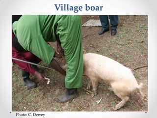 Challenges of designing pig diets using local feedstuffs for Ugandan subsistence farmers