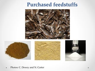 Challenges of designing pig diets using local feedstuffs for Ugandan subsistence farmers