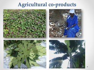 Challenges of designing pig diets using local feedstuffs for Ugandan subsistence farmers