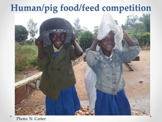 Challenges of designing pig diets using local feedstuffs for Ugandan subsistence farmers