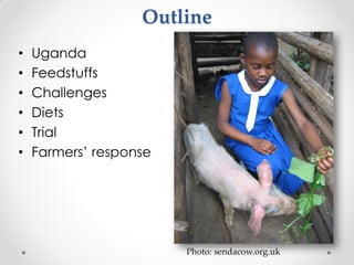 Challenges of designing pig diets using local feedstuffs for Ugandan subsistence farmers