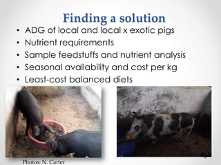 Challenges of designing pig diets using local feedstuffs for Ugandan subsistence farmers Slide 21