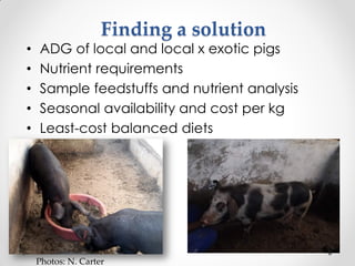Challenges of designing pig diets using local feedstuffs for Ugandan subsistence farmers