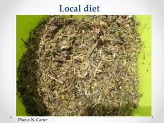 Challenges of designing pig diets using local feedstuffs for Ugandan subsistence farmers