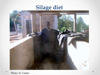 Challenges of designing pig diets using local feedstuffs for Ugandan subsistence farmers