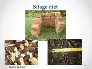 Challenges of designing pig diets using local feedstuffs for Ugandan subsistence farmers