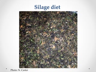 Challenges of designing pig diets using local feedstuffs for Ugandan subsistence farmers